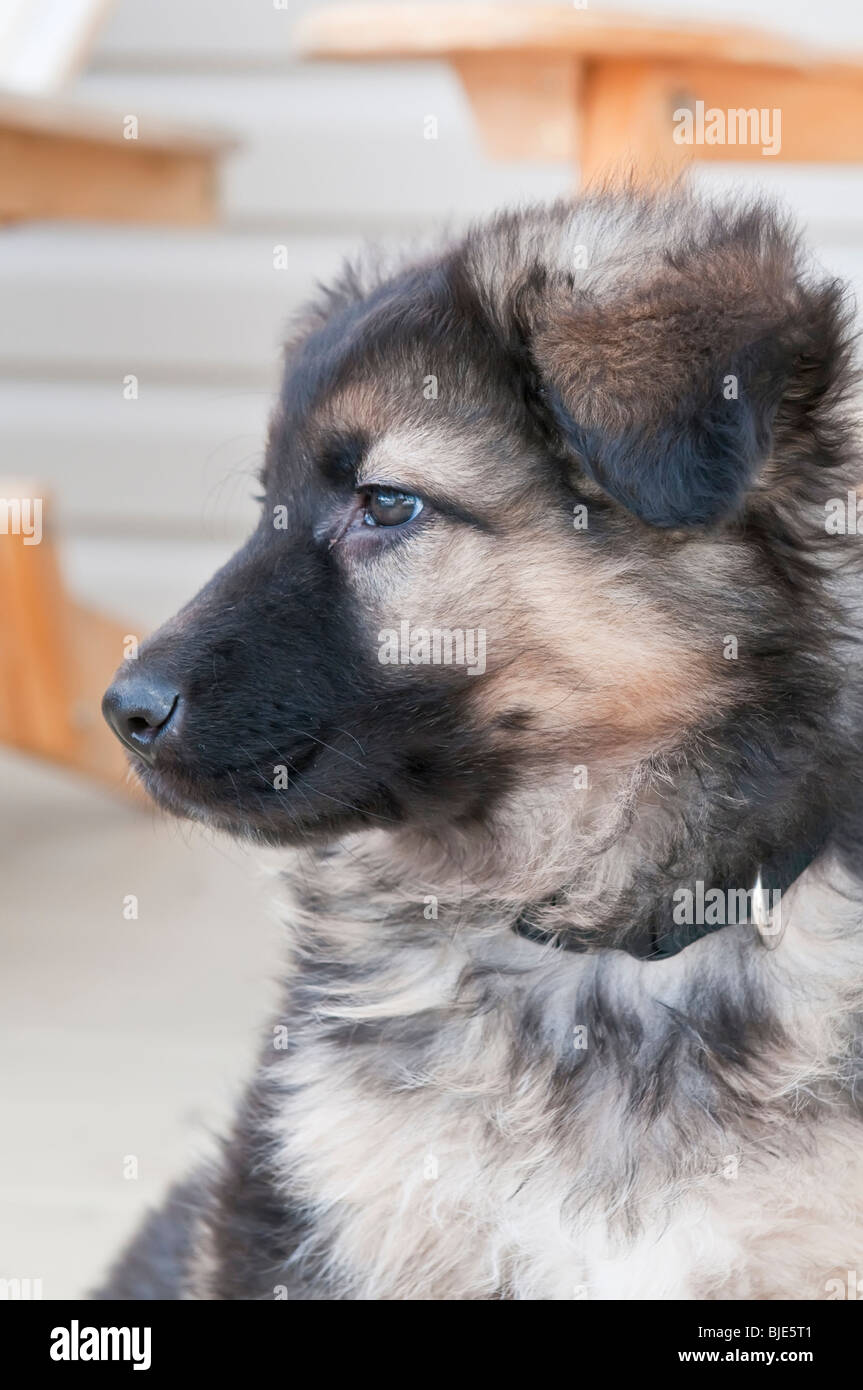 Detail Pictures Of German Shepherds Puppies Nomer 52