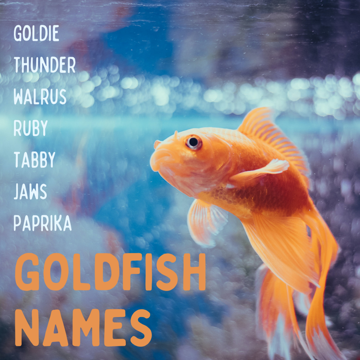 Detail Pictures Of Gold Fish Nomer 36