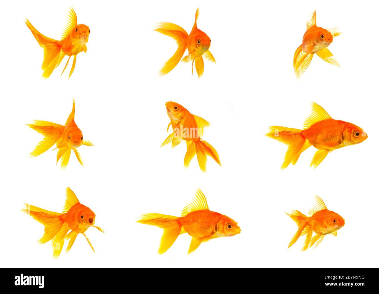 Pictures Of Gold Fishes - KibrisPDR