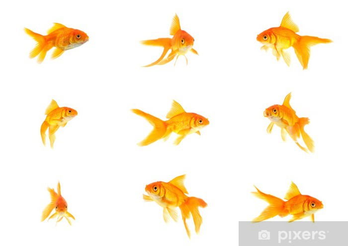 Download Pictures Of Gold Fishes Nomer 11
