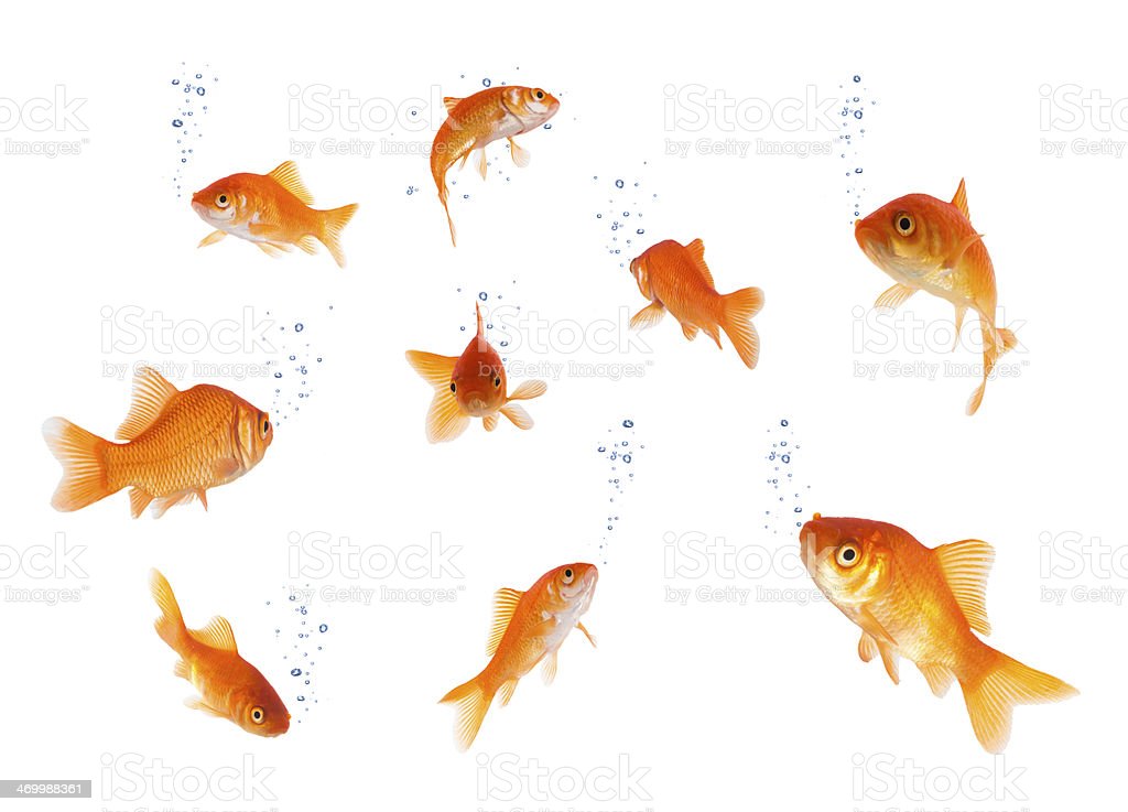 Detail Pictures Of Gold Fishes Nomer 14