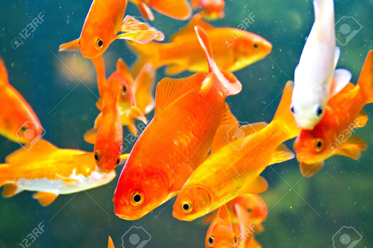 Detail Pictures Of Gold Fishes Nomer 15