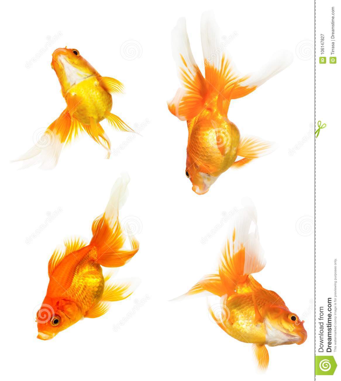 Detail Pictures Of Gold Fishes Nomer 16