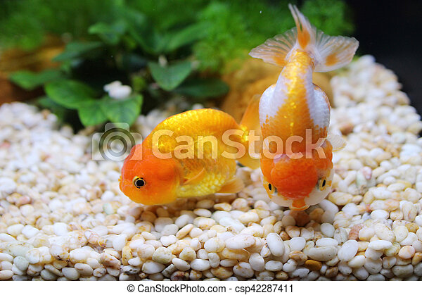 Detail Pictures Of Gold Fishes Nomer 40