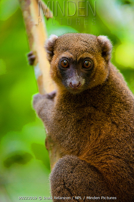 Detail Pictures Of Golden Bamboo Lemurs Nomer 10