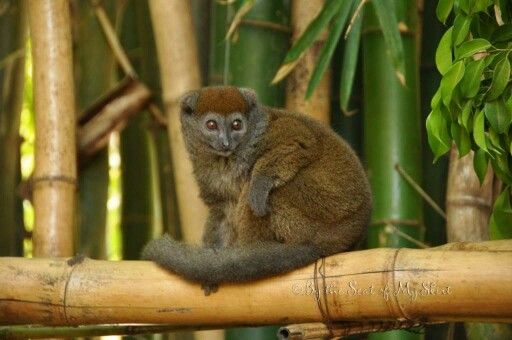 Detail Pictures Of Golden Bamboo Lemurs Nomer 14