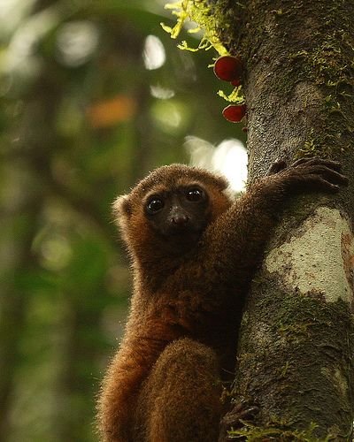 Detail Pictures Of Golden Bamboo Lemurs Nomer 15