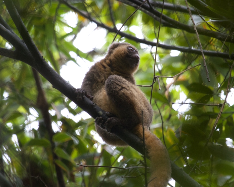 Detail Pictures Of Golden Bamboo Lemurs Nomer 16