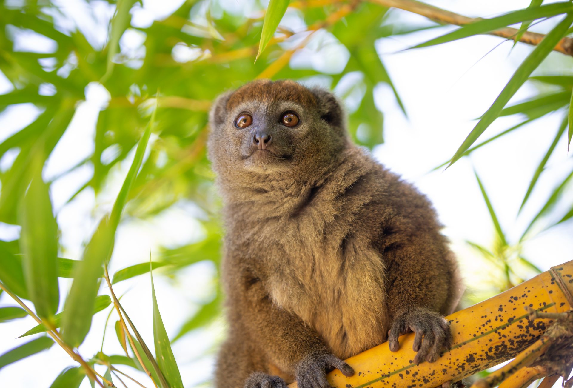 Detail Pictures Of Golden Bamboo Lemurs Nomer 3