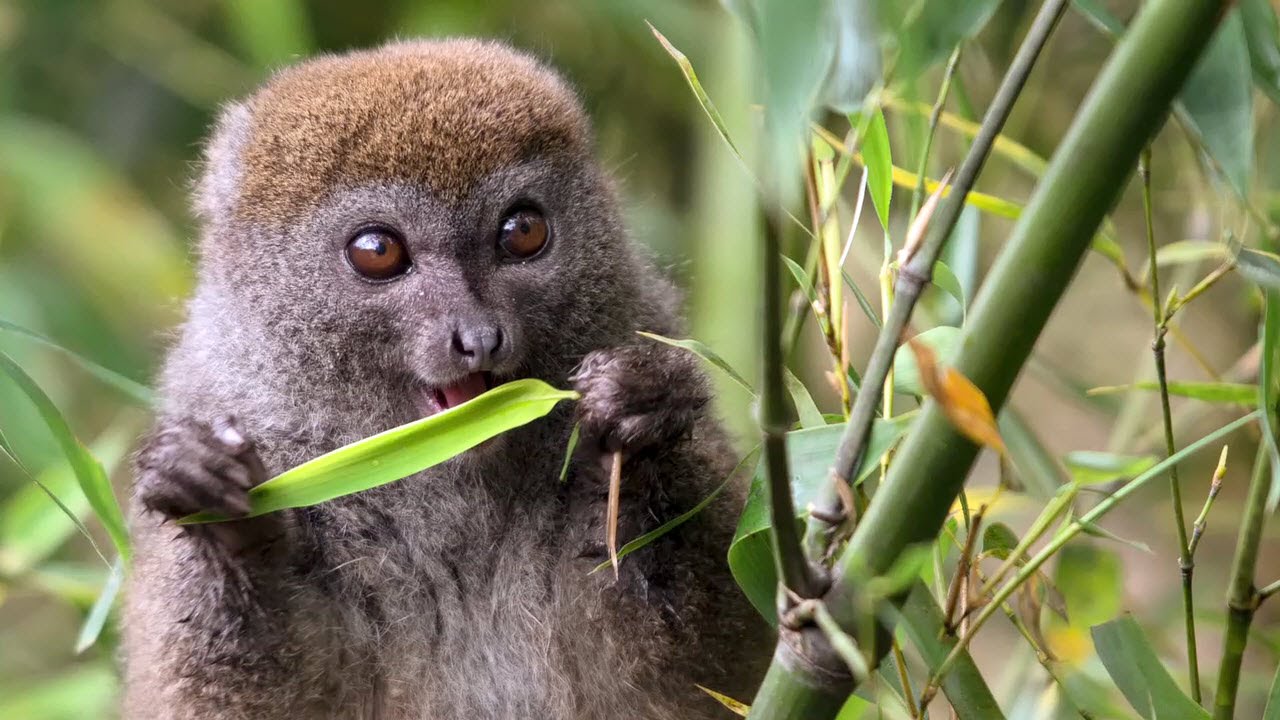Detail Pictures Of Golden Bamboo Lemurs Nomer 20