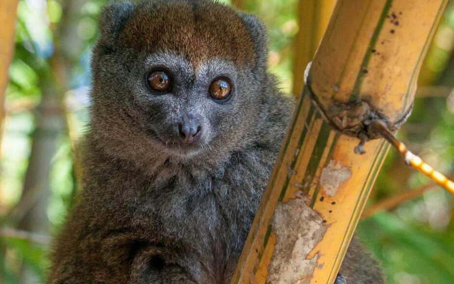 Detail Pictures Of Golden Bamboo Lemurs Nomer 22