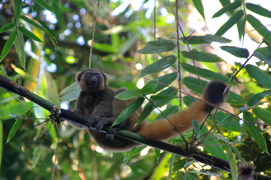 Detail Pictures Of Golden Bamboo Lemurs Nomer 23