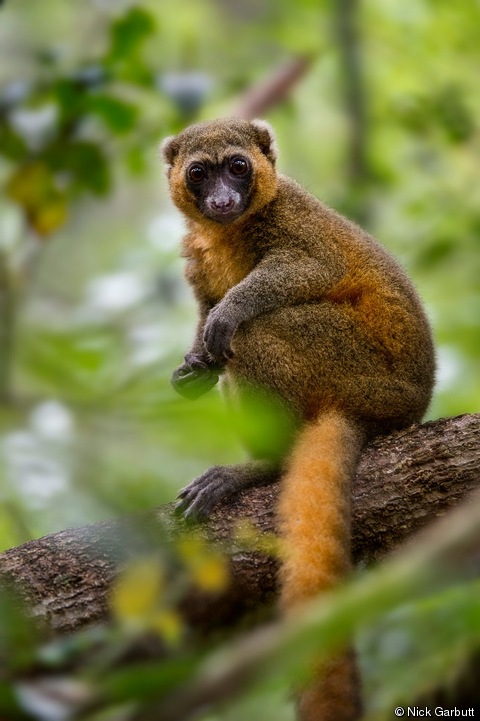 Detail Pictures Of Golden Bamboo Lemurs Nomer 4