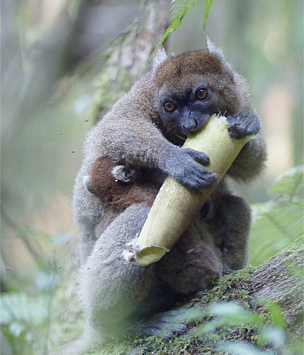 Detail Pictures Of Golden Bamboo Lemurs Nomer 29