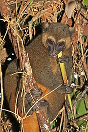 Detail Pictures Of Golden Bamboo Lemurs Nomer 32