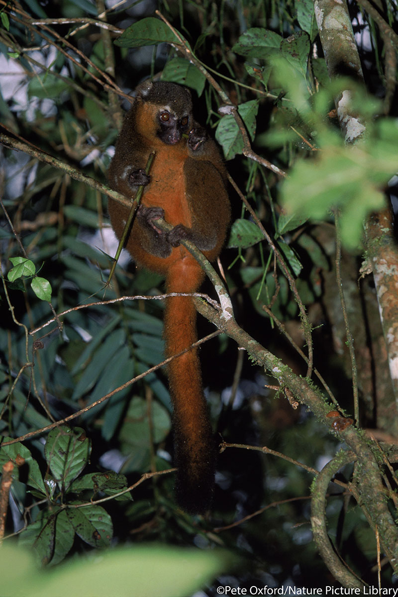 Detail Pictures Of Golden Bamboo Lemurs Nomer 34