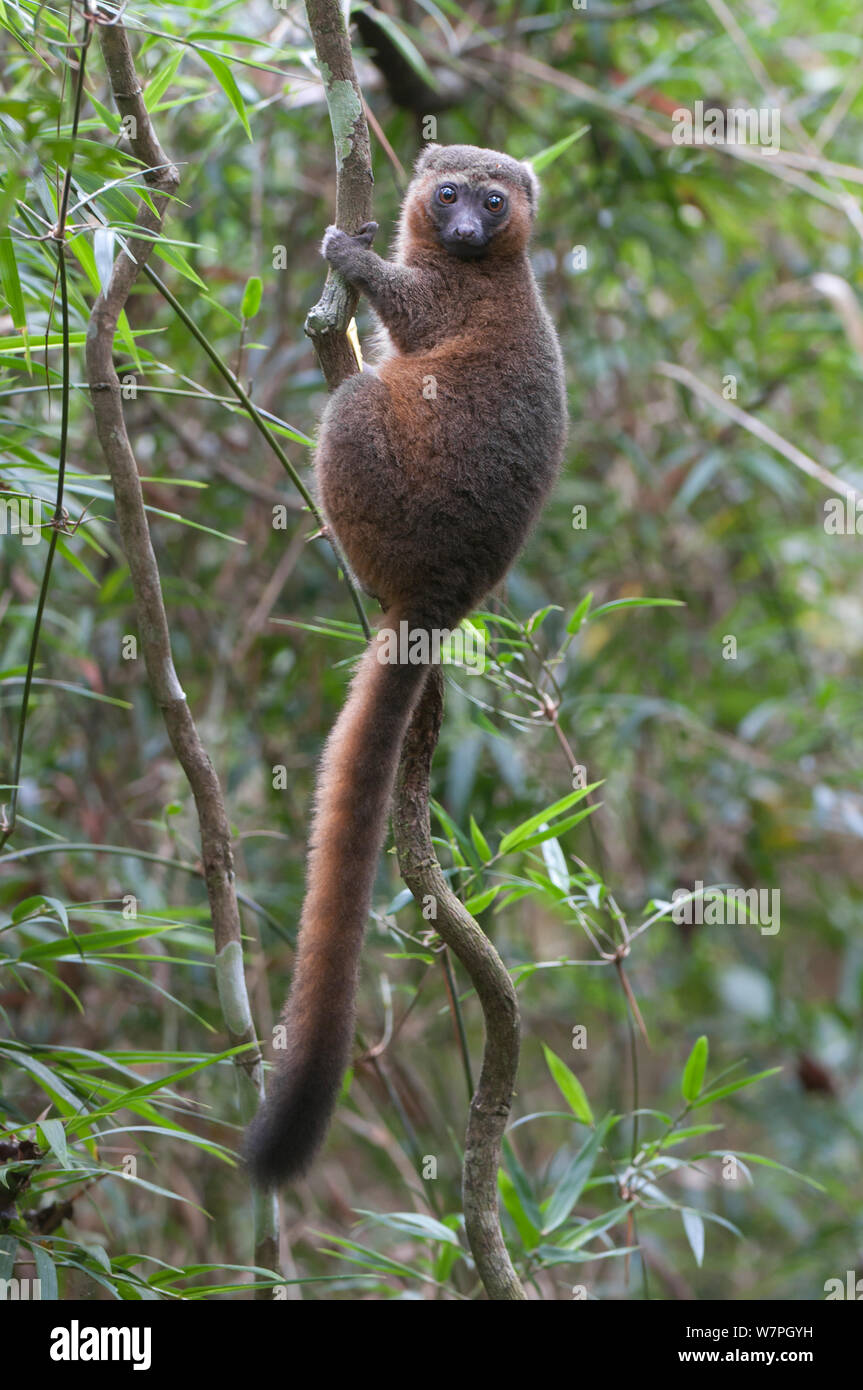 Detail Pictures Of Golden Bamboo Lemurs Nomer 35