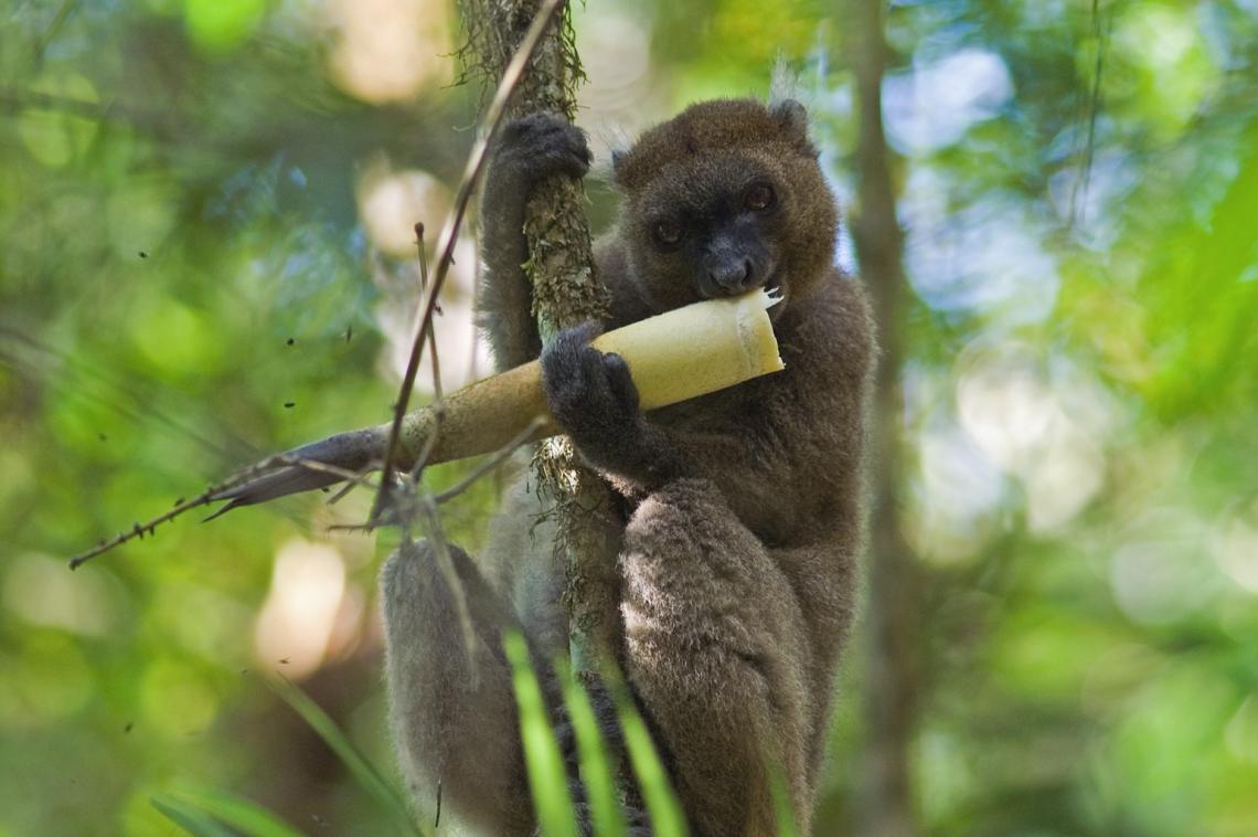 Detail Pictures Of Golden Bamboo Lemurs Nomer 37