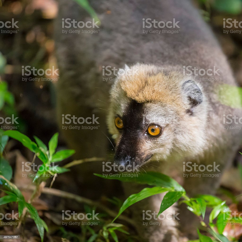 Detail Pictures Of Golden Bamboo Lemurs Nomer 41