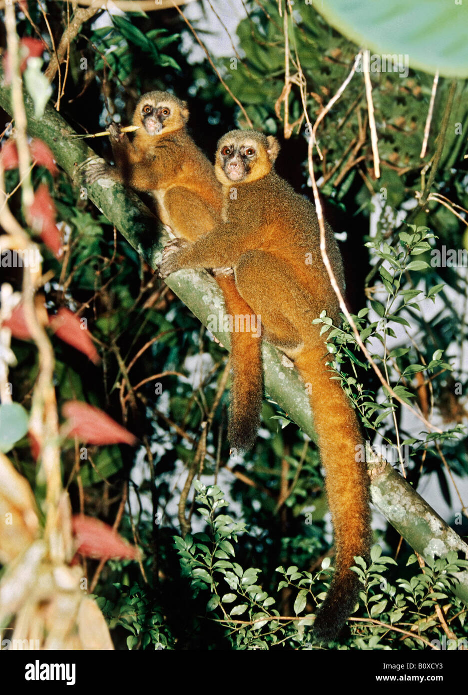 Detail Pictures Of Golden Bamboo Lemurs Nomer 44