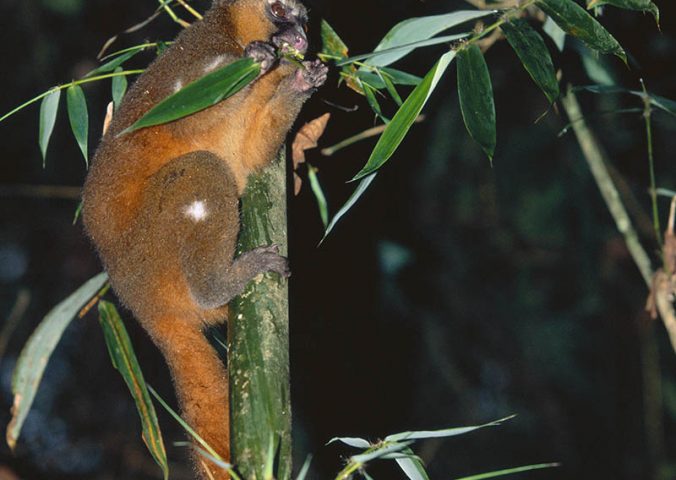 Detail Pictures Of Golden Bamboo Lemurs Nomer 46