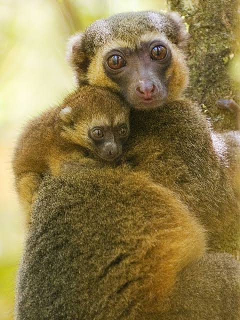 Detail Pictures Of Golden Bamboo Lemurs Nomer 8