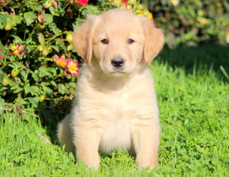 Pictures Of Golden Lab Puppies - KibrisPDR