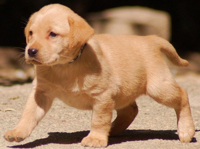 Detail Pictures Of Golden Lab Puppies Nomer 10