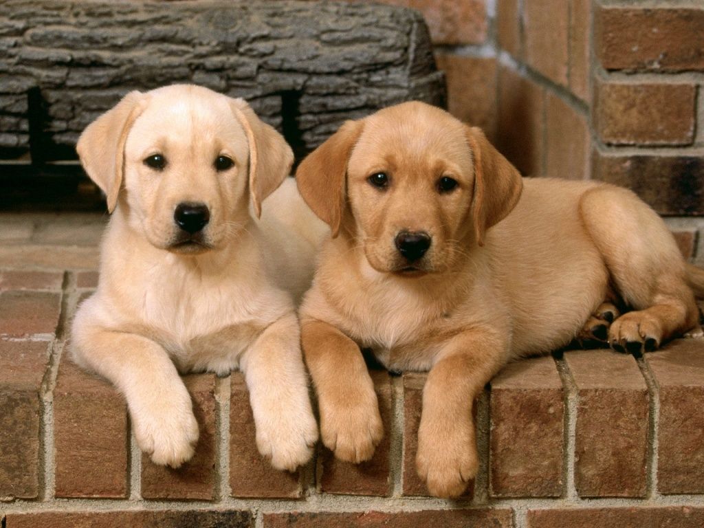 Detail Pictures Of Golden Lab Puppies Nomer 11