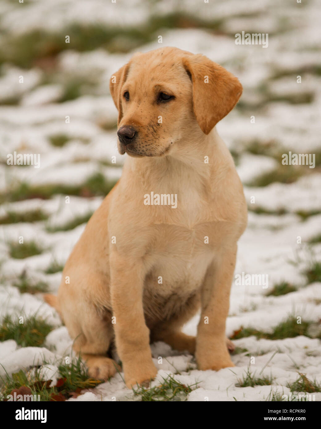 Detail Pictures Of Golden Lab Puppies Nomer 13