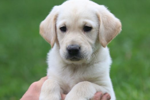 Detail Pictures Of Golden Lab Puppies Nomer 16