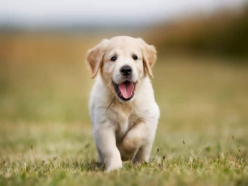 Detail Pictures Of Golden Lab Puppies Nomer 18