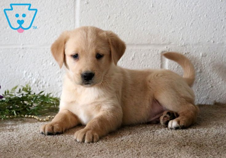 Detail Pictures Of Golden Lab Puppies Nomer 21