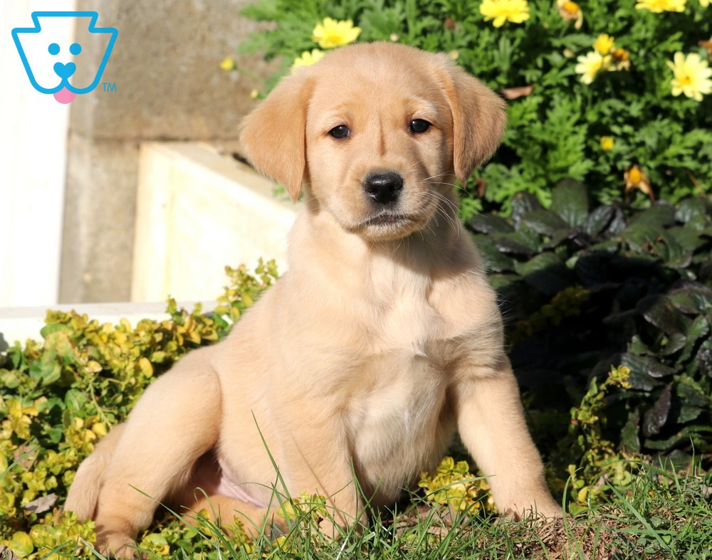 Detail Pictures Of Golden Lab Puppies Nomer 4