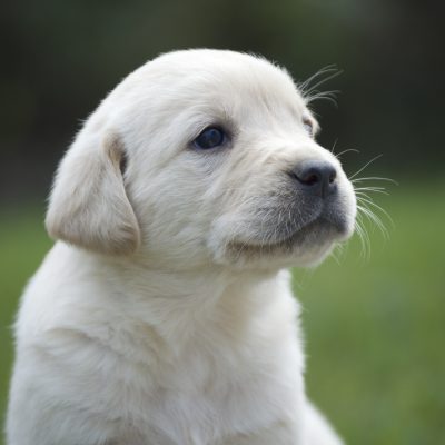 Detail Pictures Of Golden Lab Puppies Nomer 39