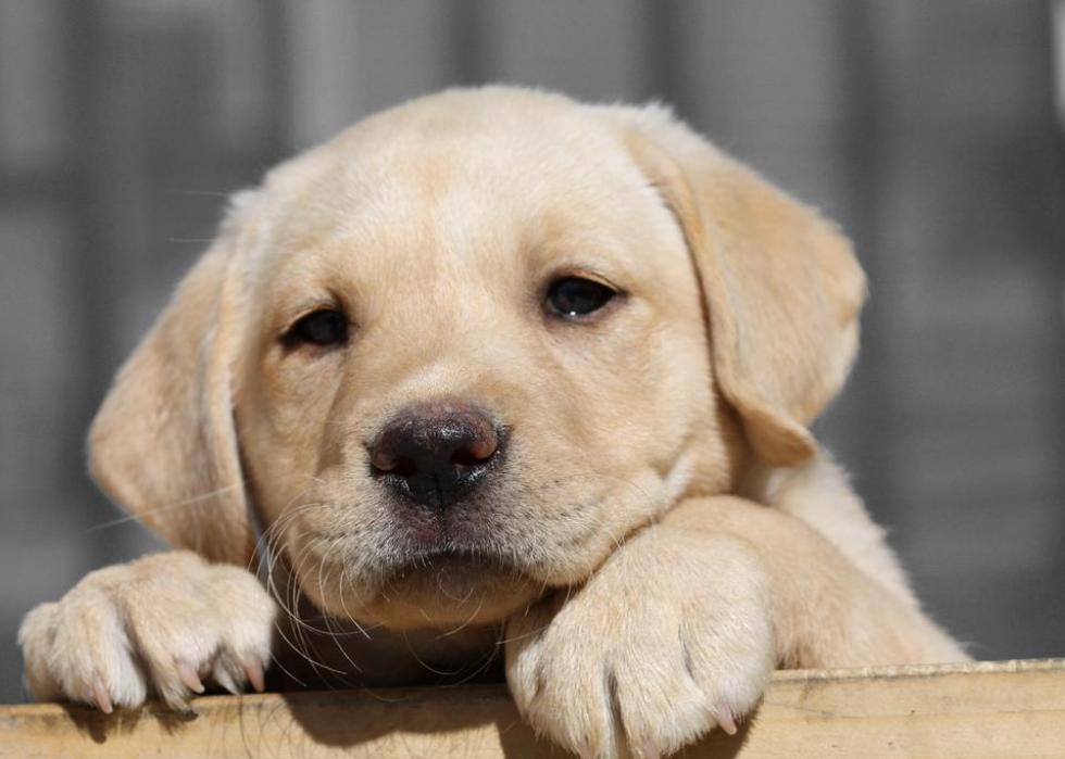 Detail Pictures Of Golden Lab Puppies Nomer 46
