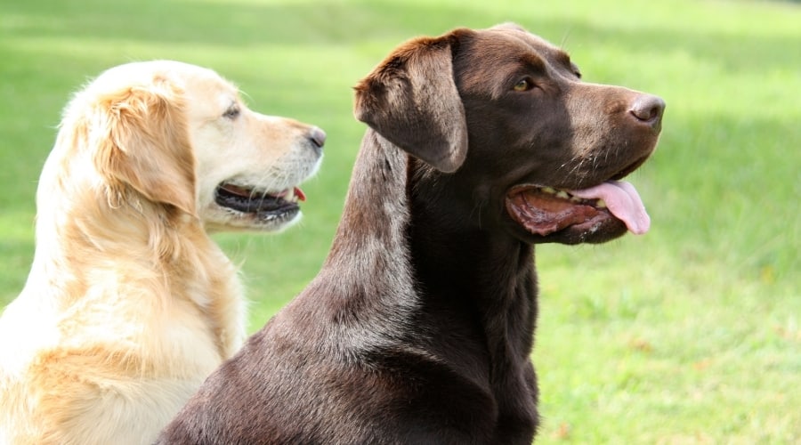 Detail Pictures Of Golden Lab Puppies Nomer 47