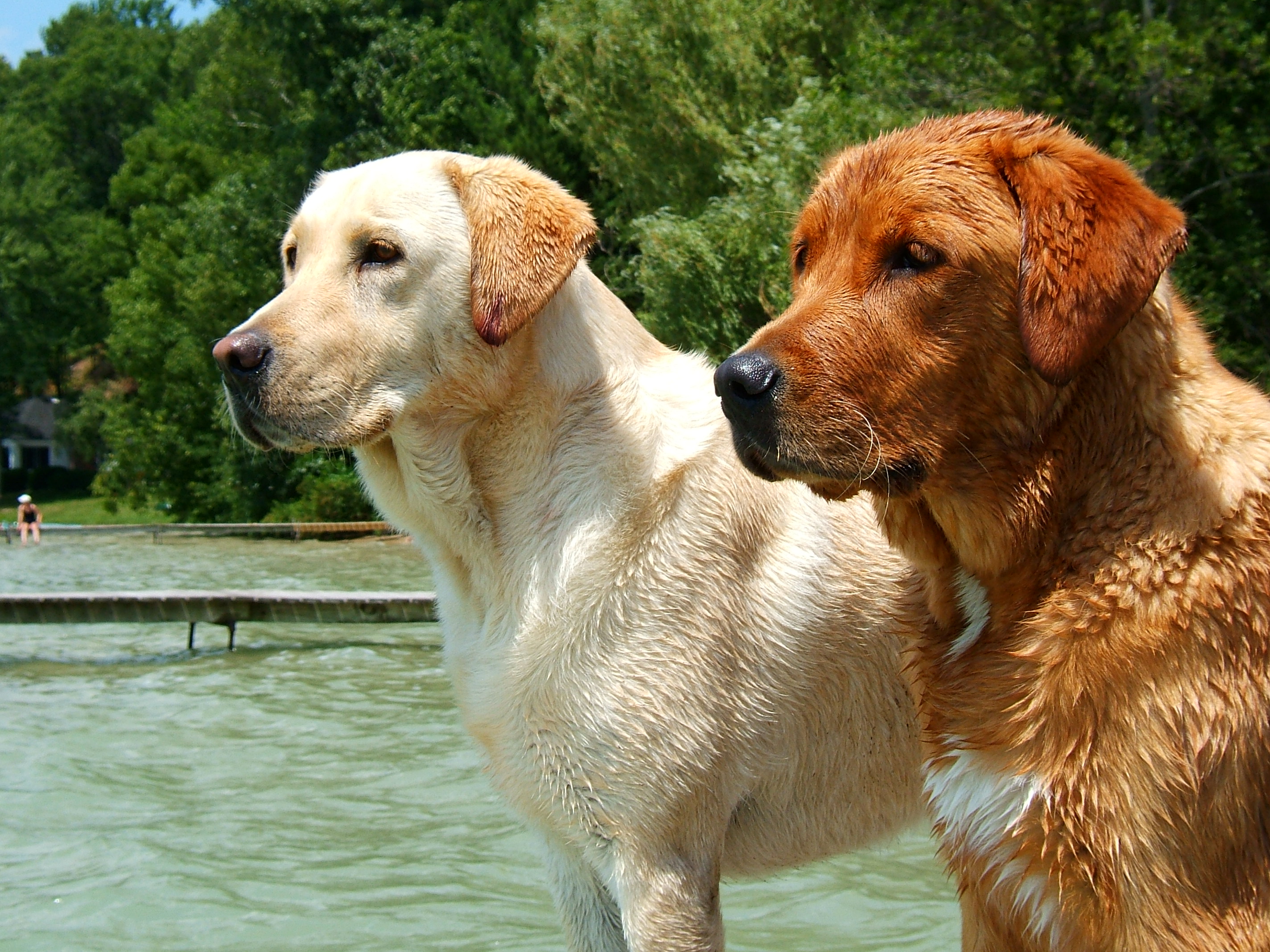 Detail Pictures Of Golden Lab Puppies Nomer 48