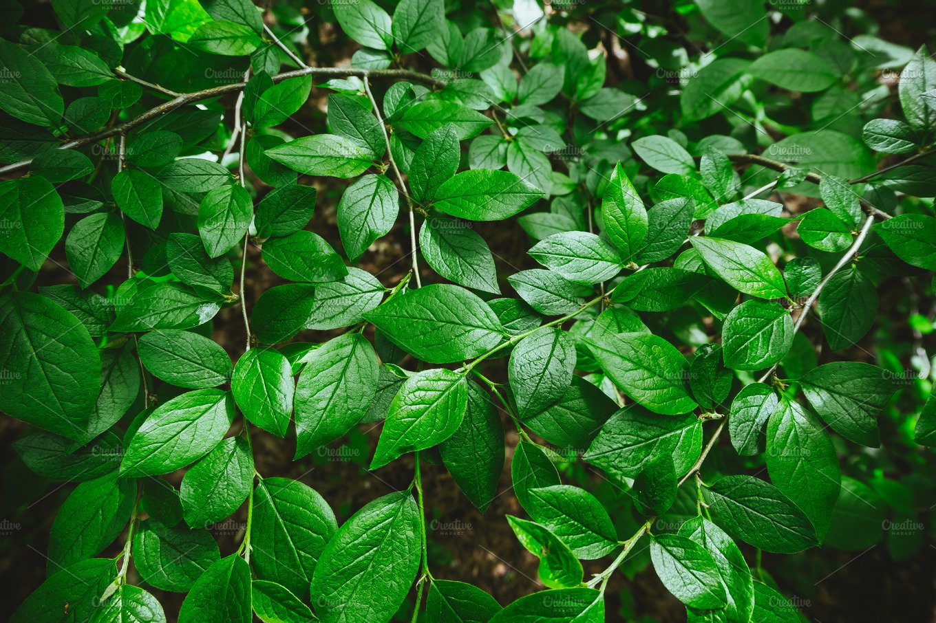 Detail Pictures Of Green Leaves Nomer 25