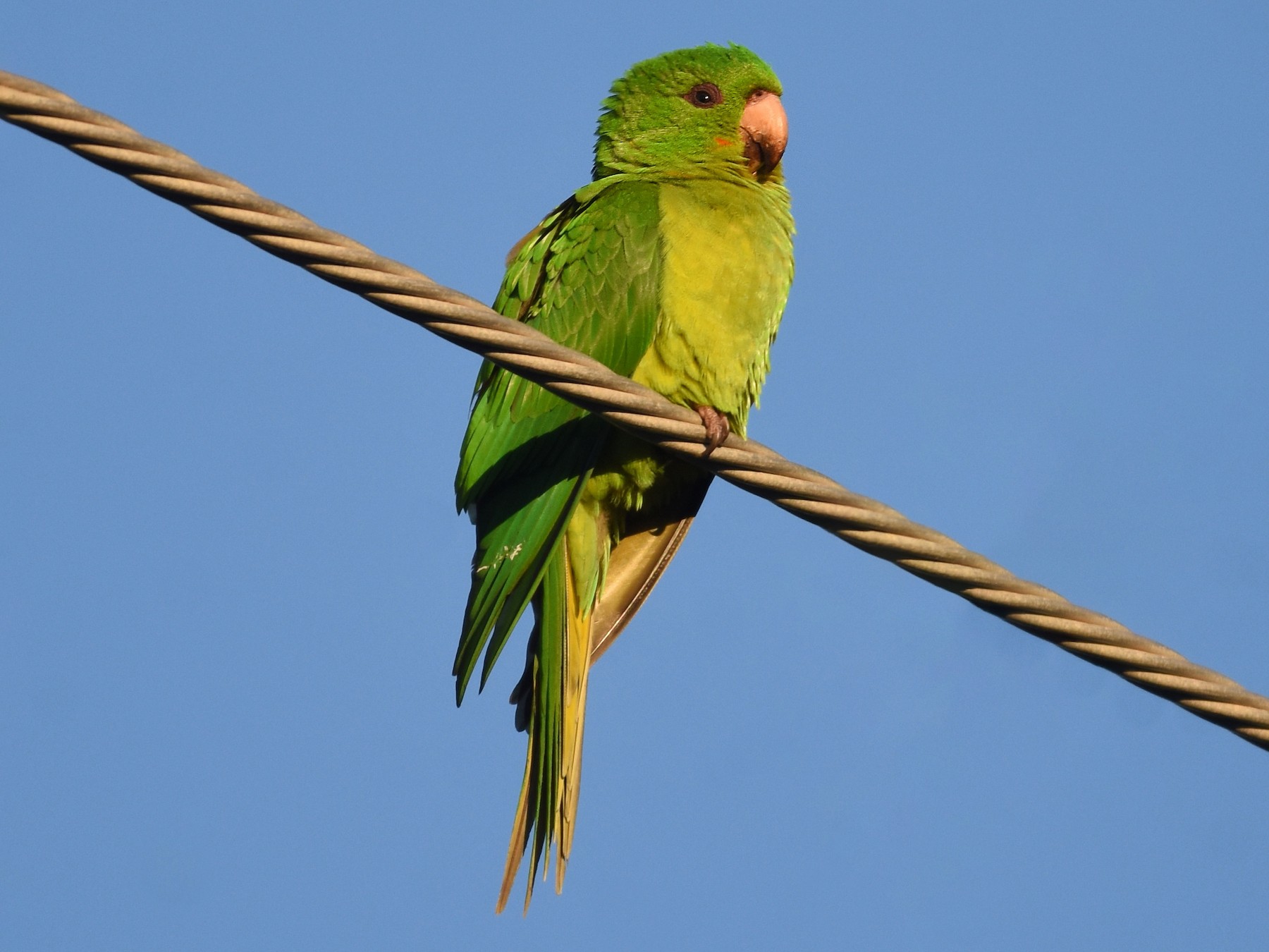 Detail Pictures Of Green Parrots Nomer 15
