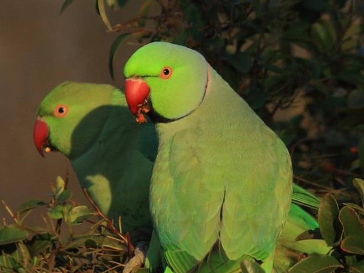 Download Pictures Of Green Parrots Nomer 22