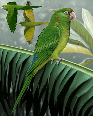 Detail Pictures Of Green Parrots Nomer 52