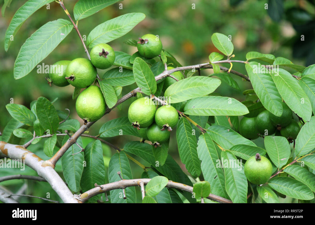 Detail Pictures Of Guava Trees Nomer 8