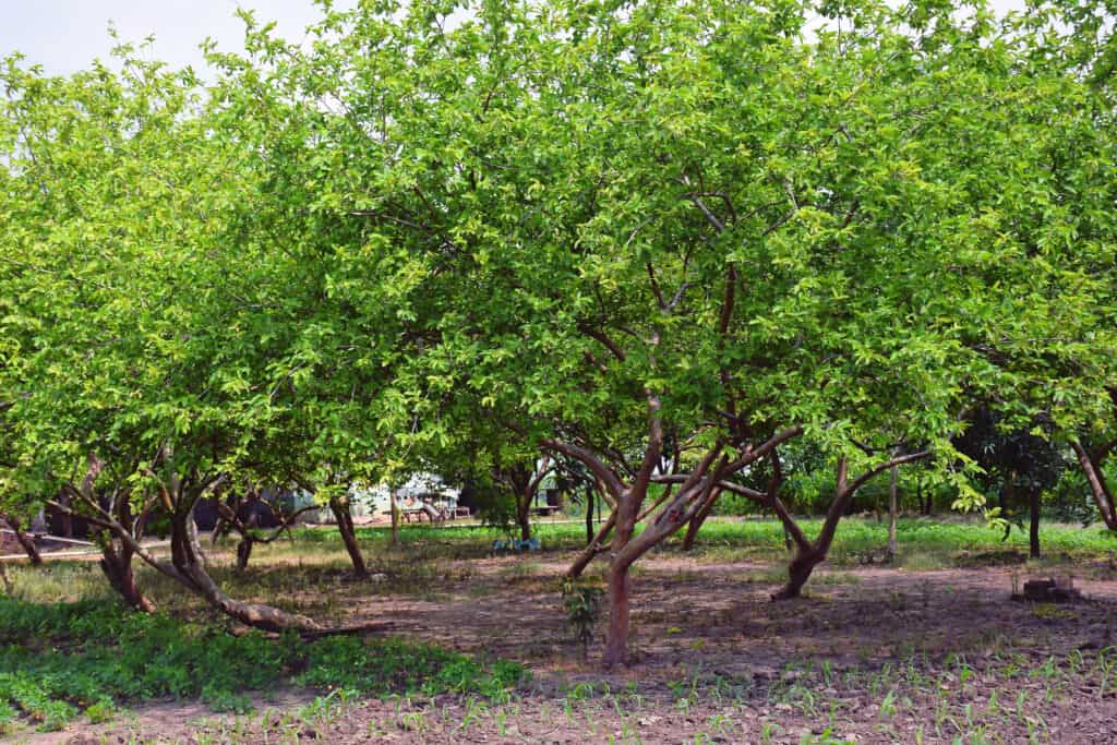 Detail Pictures Of Guava Trees Nomer 9