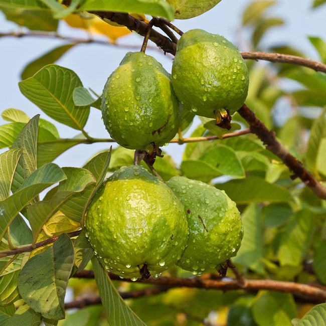 Detail Pictures Of Guava Trees Nomer 10