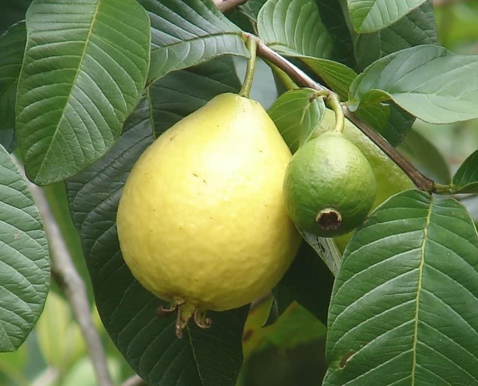 Detail Pictures Of Guava Trees Nomer 11