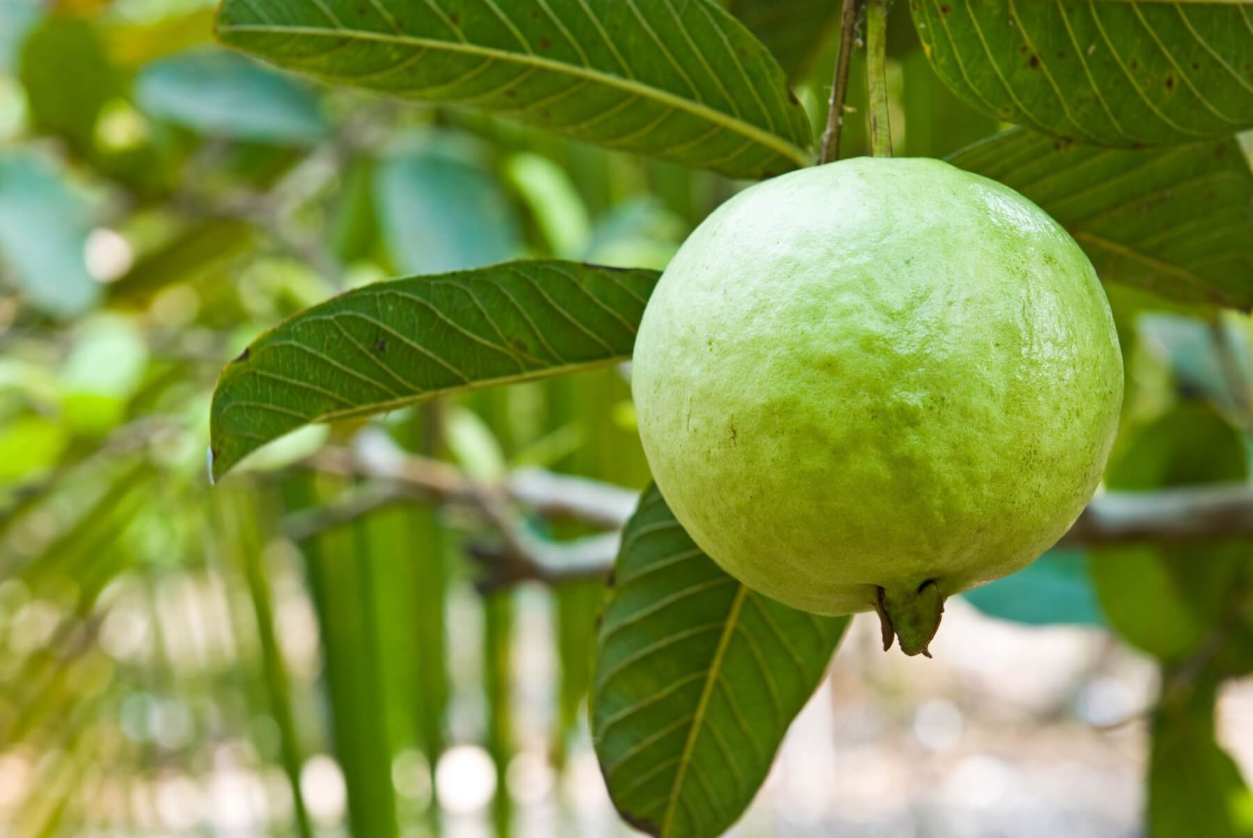 Detail Pictures Of Guava Trees Nomer 12