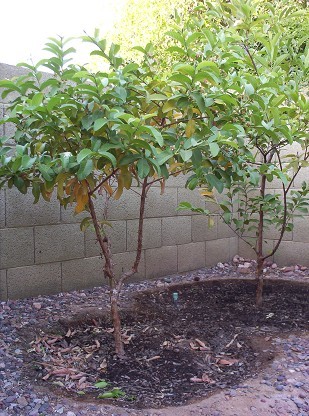 Detail Pictures Of Guava Trees Nomer 13