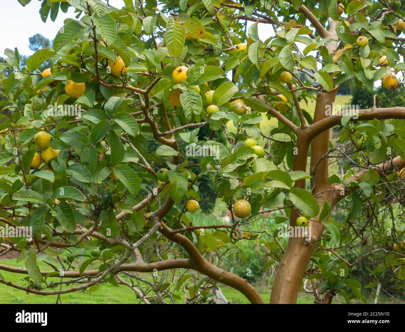 Pictures Of Guava Trees - KibrisPDR