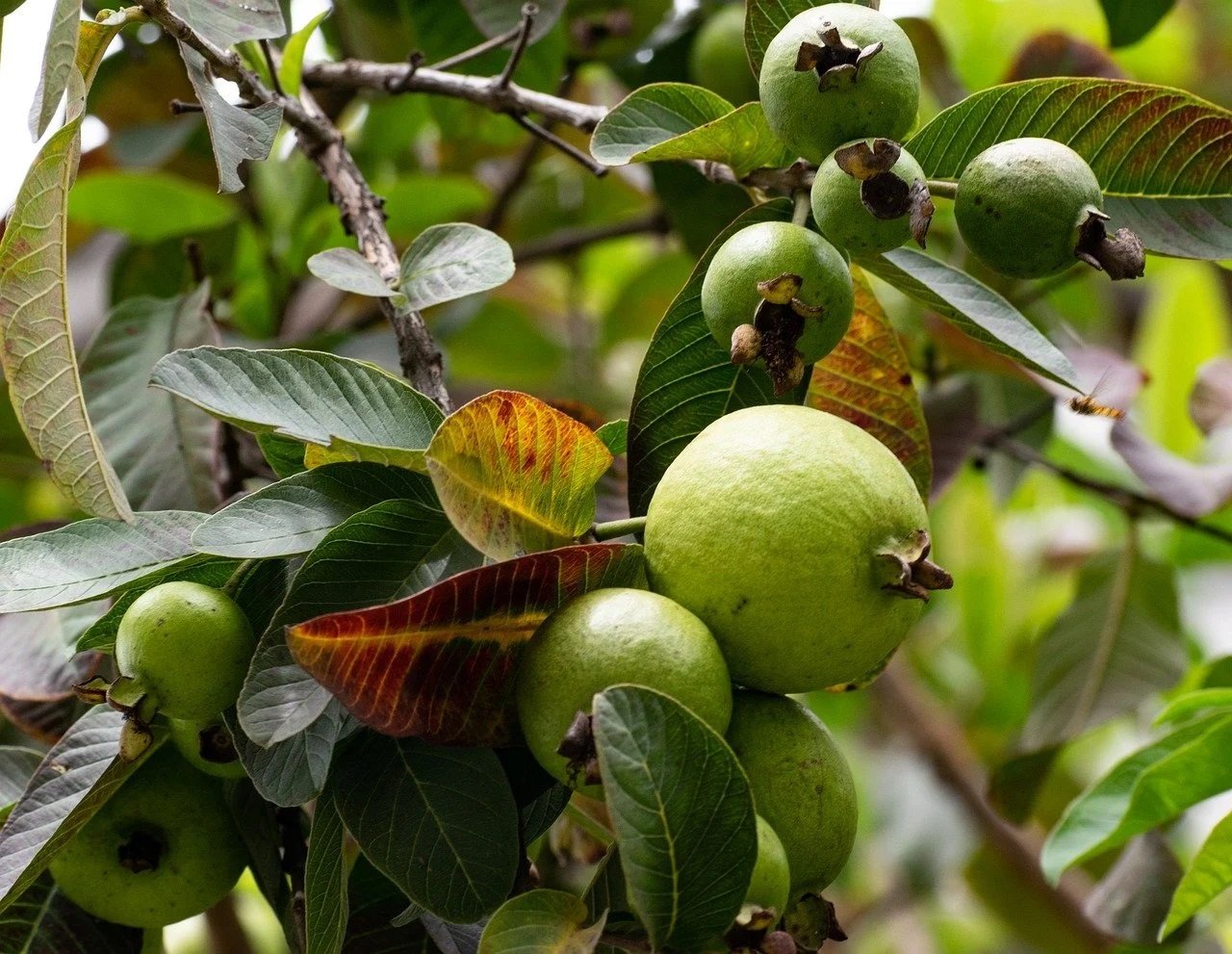 Detail Pictures Of Guava Trees Nomer 14